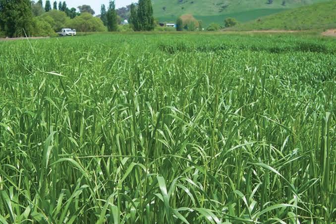 Growing and Care Guide of Rye Grass 