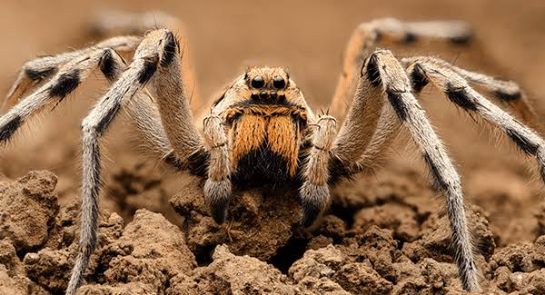 The Appearance and Features of the Wolf Spiders