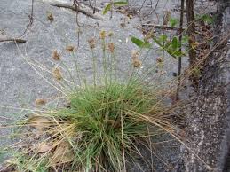 How to Grow, Use and Care for Tropical Fimbry Grass (Fimbristylis cymosa)