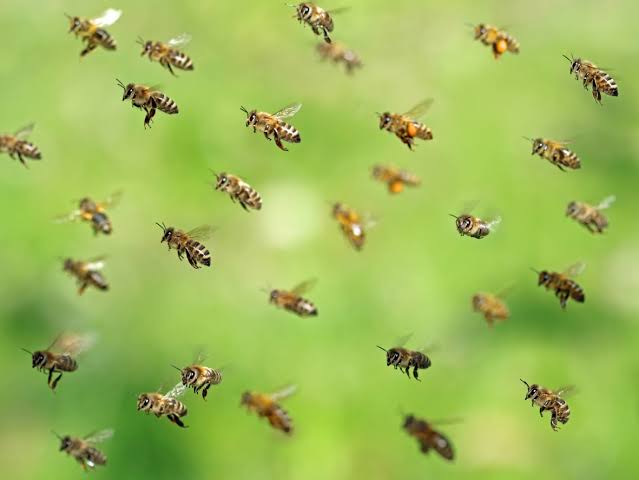 How to get rid of Honey Bees without Killing them