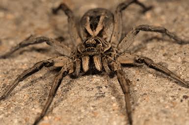 The Appearance and Features of the Wolf Spiders