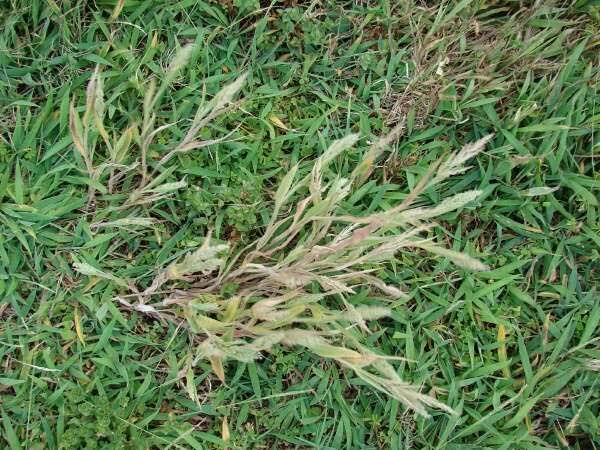 How to Grow, Use and Care for Torrid Panicgrass (Panicum torridum) How to Grow, Use and Care for Torrid Panicgrass (Panicum torridum)