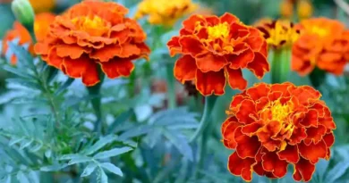 10 Medicinal Health Benefits Of Marigold (Tagetes)