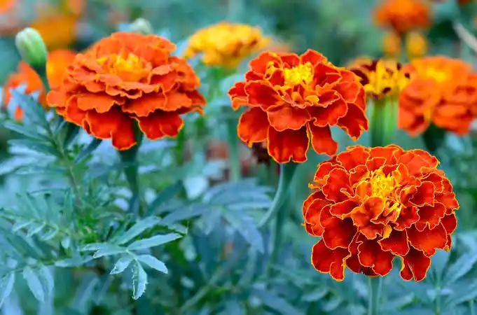 10 Medicinal Health Benefits Of Marigold (Tagetes)