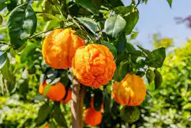 18 Medicinal Health Benefits Of Bitter Orange (Citrus aurantium)