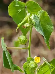 16 Medicinal Health Benefits Of Velvetleaf (Abutilon theophrasti)