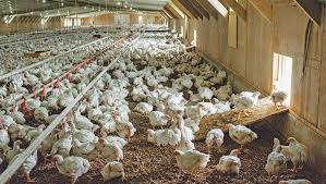 Poultry Farm: A Beginner's Guide