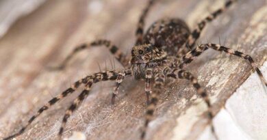 Health and Lifespan of Spiders