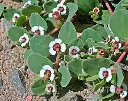 10 Medicinal Health Benefits Of Euphorbia albomarginata (Snow-on-the-Mountain)