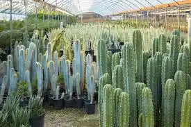 10 Medicinal Health Benefits Of San Pedro Cactus (Echinopsis pachanoi)