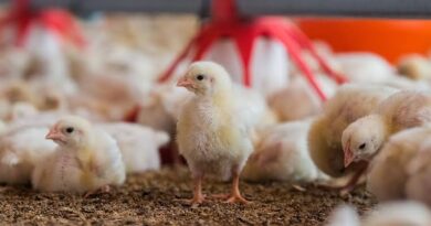 Poultry Farm Business: A Complete Beginner's Guide