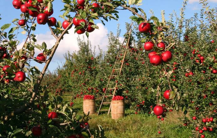 Apple Orchards: Growing and Care Guide