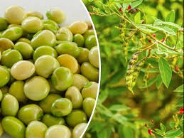 The Growing and Care Guide of Pigeon Pea