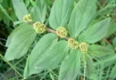 16 Medicinal Health Benefits Of Asthma Plant (Plectranthus amboinicus)