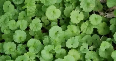 10 Medicinal Health Benefits Of Ground-ivy (Glechoma hederacea)