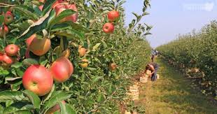 Apple Orchards: Growing and Care Guide