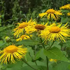 10 Medicinal Health Benefits Of Elecampane (Inula helenium)