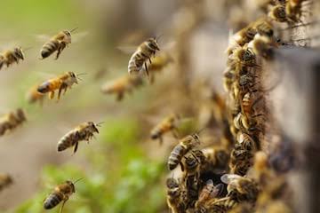 Steps on How Bees make Honey