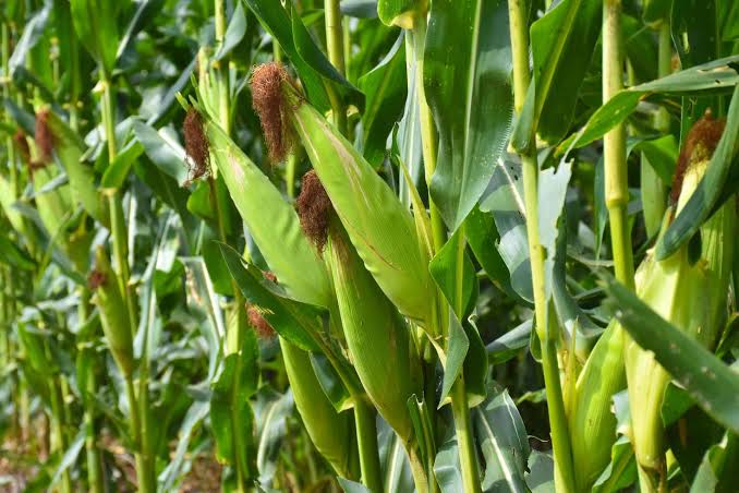 How to Grow and Care for Maize Plant