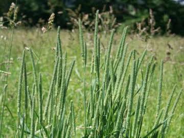 How to Grow, Use and Care for Timothy (Phleum pratense)