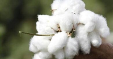 Economic Importance and Uses of Cotton Lint