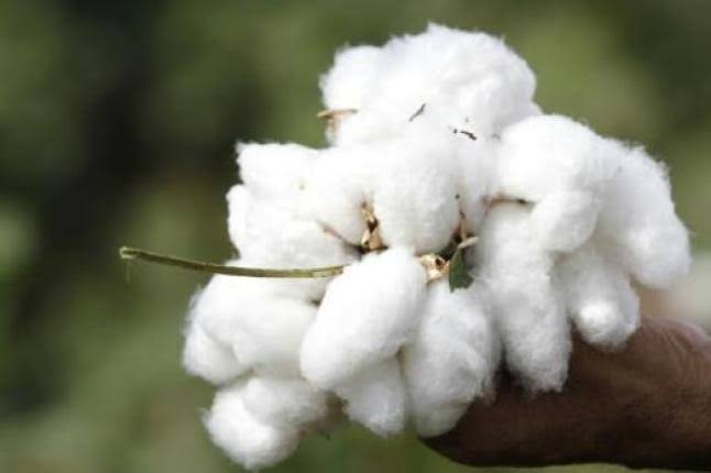 Economic Importance and Uses of Cotton Lint