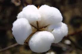 Economic Importance and Uses of Cotton Lint 