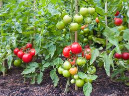 How to Grow and Care for Tomatoes 