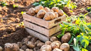 How to Grow and Care for Potatoes