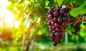 How to Grow and Care for Grapes