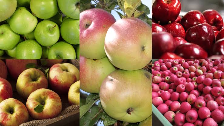 Types, Importance and Uses of Apples