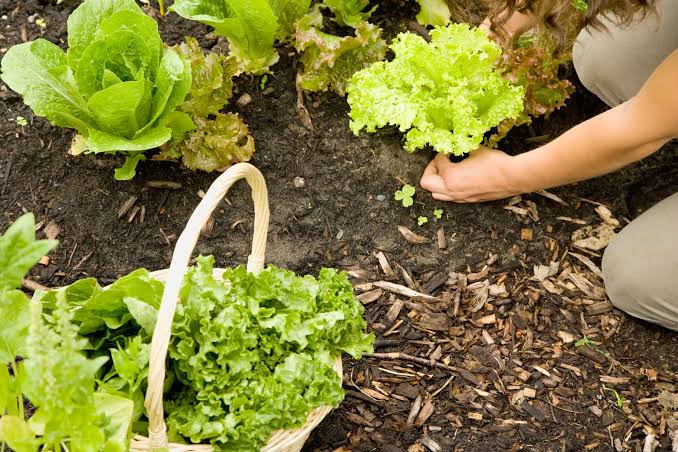 How to Grow and Care for Lettuce How to Grow and Care for Lettuce