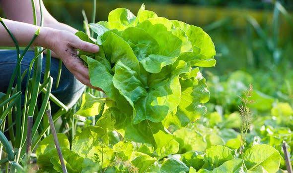 How to Grow and Care for Lettuce
