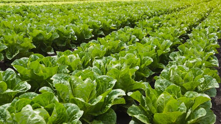 How to Grow and Care for Lettuce How to Grow and Care for Lettuce