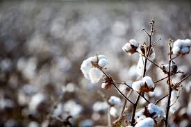 Importance and Uses of Cottonseed