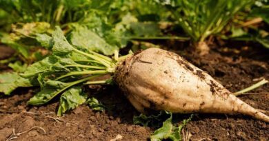How to Grow and Care for Sugar Beets