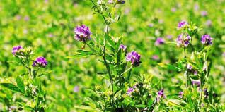 How to Grow and Care for Alfalfa Plant