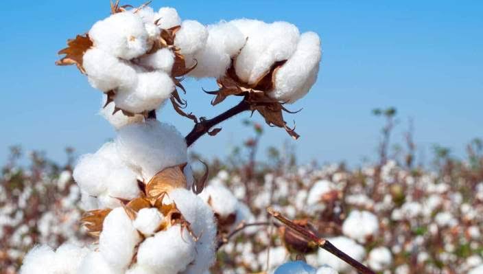 Benefits, Uses and the Economic Impact of Cotton