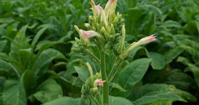 How to Grow and Care for Tobacco Plant