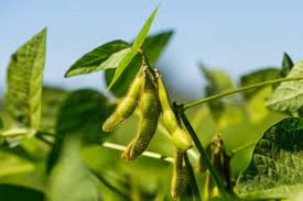 How to Grow and Care for Soy Plant