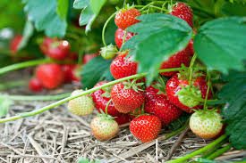 How to Grow and Care for Strawberry 