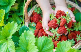 How to Grow and Care for Strawberry
