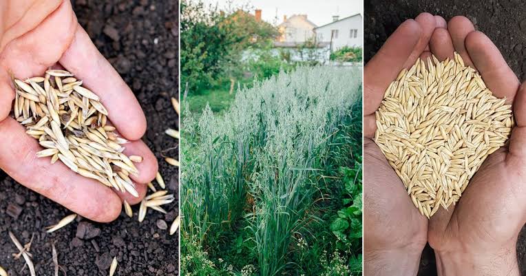How to Grow and Care for Oats