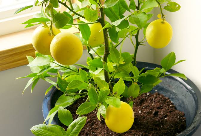 How to Grow and Care for Lemons