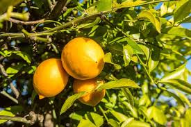 How to Grow and Care for Lemons