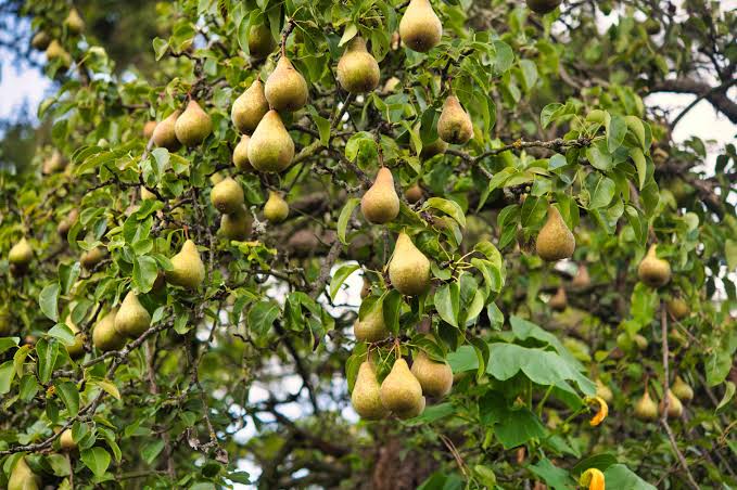 The Benefits and Uses of Pears