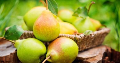 The Benefits and Uses of Pears