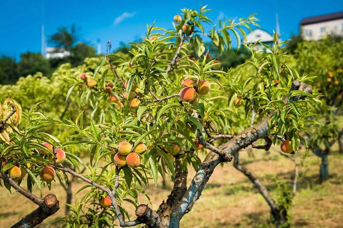 How to Grow and Care for Peaches