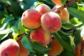 How to Grow and Care for Peaches