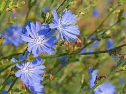 The Importance and Uses of Chicory 